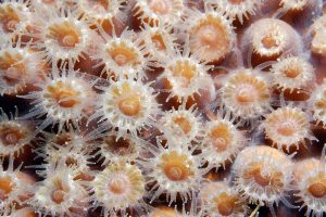 Image shows many coral polyps clustered together. Each Polyp is cup-shaped, with tentacles radiating out from the rim.