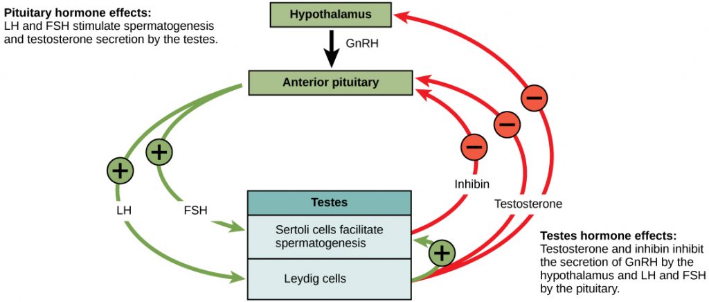 Hormonal control of the male reproductive system is mediated by the hypothalamus, anterior pituitary and testes. The hypothalamus releases GnRN, causing the anterior pituitary to release LH and FSH. FSH and LH both act on the testes. FSH stimulates the Sertoli cells in the testes to facilitate spermatogenesis and to secrete inhibin. LH causes the Leydig cells in the testes to secrete testosterone. Testosterone further stimulates spermatogenesis by the Sertoli cells, but inhibits GnRH, LH, and FSH production by the hypothalamus and anterior pituitary. Inhibin secreted by Sertoli cells also inhibits FSH and LH production by the anterior pituitary.