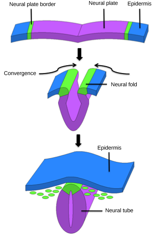 Illustration shows a flat sheet. The middle of the sheet is the neural plate, and the epidermis is at either end. The neural plate border separates the neural plate from the epidermis. During convergence the plate folds, bringing the neural folds together. The neural folds fuse, forming the neural plate into a neural tube. The epidermis separates and folds around the outside.