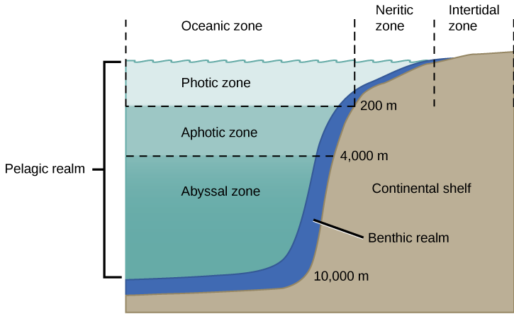 The illustration divides the ocean into different zones based on depth. The top layer, called the photic zone, extends from the surface to 200 m. The aphotic zone extends from 200 to 4,000 m. They abyssal zone extends from 4,000 m to the ocean bottom. The ocean is also divided into zones based on distance from the shore. The intertidal zone extends from high to low tide. The neritic zone extends from the intertidal zone to the point at which ocean depth is about 200 m. At about this depth, the continental shelf ends in a steep slope to the ocean bottom. The oceanic zone is the area of open ocean. A thin section of the oceanic zone extending from top to bottom and adjacent to the continental shelf is labeled the benthic realm. All of the ocean's open water is referred to as the pelagic realm, which is labeled on the left.