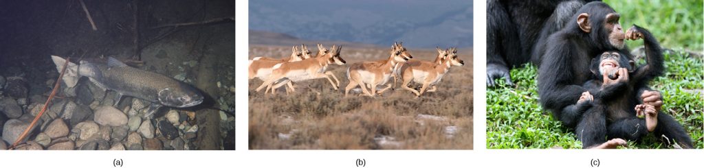 Photo a shows a salmon swimming. Photo b shows pronghorn antelope running on a plain. Photo c shows chimpanzees. Photo (b) shows pronghorn antelope running on a plain. Photo (c) shows chimpanzees.