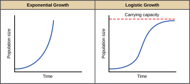 Both graphs (a) and (b) plot population size versus time. In graph (a), exponential growth results in a curve that gets increasingly steep, resulting in a J-shape. In graph (b), logistic growth results in a curve that gets increasingly steep, then levels off when the carrying capacity is reached, resulting in an S-shape