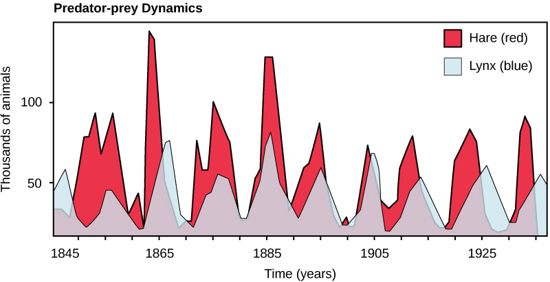 The graph plots number of animals, either hare or lynx, in thousands versus time in years. The number of hares fluctuates between 10,000 at the low points, and 75,000 to 150,000 at the high points. There are typically fewer lynxes than hares, but the trend in number of lynxes follows the number of hares; meaning that more hares trends to more lynx as well