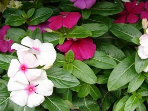 Photo shows white and pink periwinkle flowers. Each flower has five triangular petals, with the narrow end of the petal meeting at the flowers center. Pairs of waxy oval leaves grow perpendicular to one another on a separate stem.