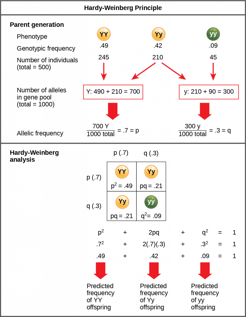 The Hardy-Weinberg principle is used to predict the genotypic distribution of offspring in a given population. In the example given, pea plants have two different alleles for pea color. The dominant capital Y allele results in yellow pea color, and the recessive small y allele results in green pea color. The distribution of individuals in a population of 500 is given. Of the 500 individuals, 245 are homozygous dominant (capital Y capital Y) and produce yellow peas. 210 are heterozygous (capital Y small y) and also produce yellow peas. 45 are homozygous recessive (small y small y) and produce green peas. The frequencies of homozygous dominant, heterozygous, and homozygous recessive individuals are 0.49, 0.42, and 0.09, respectively. Each of the 500 individuals provides two alleles to the gene pool, or 1000 total. The 245 homozygous dominant individuals provide two capital Y alleles to the gene pool, or 490 total. The 210 heterozygous individuals provide 210 capital Y and 210 small y alleles to the gene pool. The 45 homozygous recessive individuals provide two small y alleles to the gene pool, or 90 total. The number of capital Y alleles is 490 from homozygous dominant individuals plus 210 from homozygous recessive individuals, or 700 total. The number of small y alleles is 210 from heterozygous individuals plus 90 from homozygous recessive individuals, or 300 total. The allelic frequency is calculated by dividing the number of each allele by the total number of alleles in the gene pool. For the capital Y allele, the allelic frequency is 700 divided by 1000, or 0.7; this allelic frequency is called p. For the small y allele the allelic frequency is 300 divided by 1000, or 0.3; the allelic frequency is called q. Hardy-Weinberg analysis is used to determine the genotypic frequency in the offspring. The Hardy-Wienberg equation is p-squared plus 2pq plus q-squared equals 1. For the population given, the frequency is 0.7-squared plus 2 times .7 times .3 plus .3-squared equals one. The value for p-squared, 0.49, is the predicted frequency of homozygous dominant (capital Y capital Y) individuals. The value for 2pq, 0.42, is the predicted frequency of heterozygous (capital Y small y) individuals. The value for q-squared, .09, is the predicted frequency of homozygous recessive individuals. Note that the predicted frequency of genotypes in the offspring is the same as the frequency of genotypes in the parent population. If all the genotypic frequencies, .49 plus .42 plus .09, are added together, the result is one