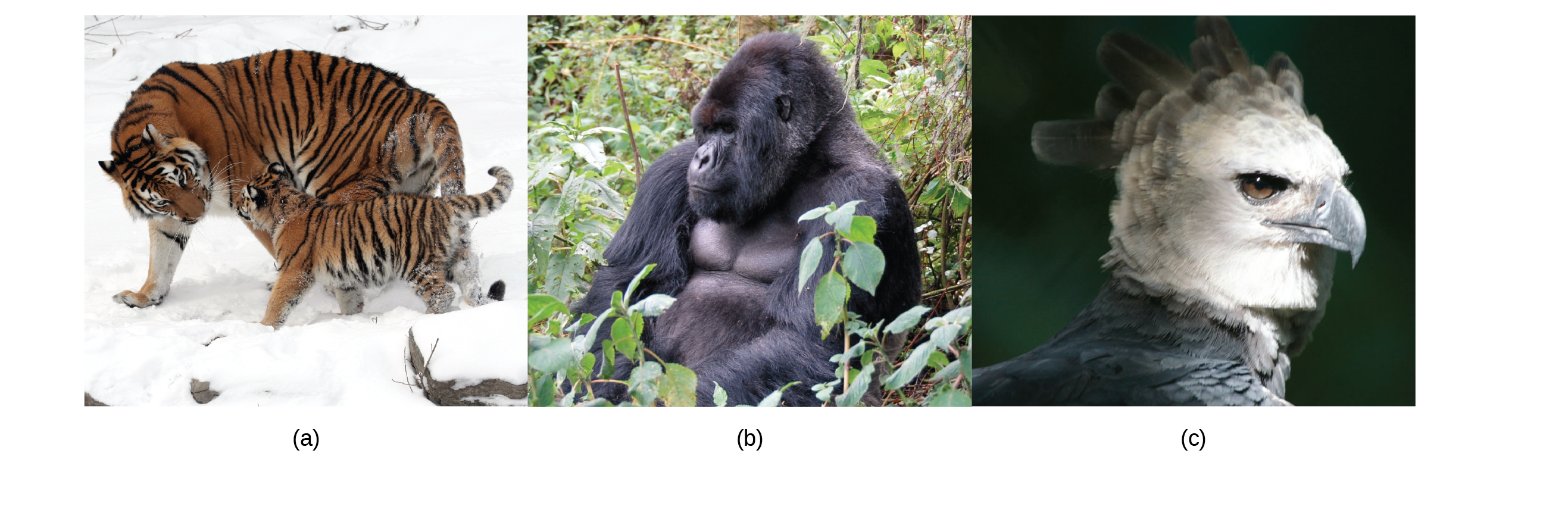 Photos show a tiger, a gorilla, and an eagle.