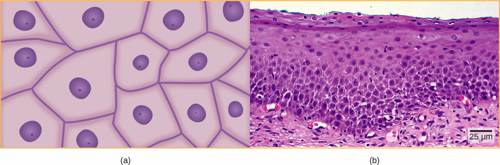 Illustration A shows irregularly shaped cells with a central nucleus. Micrograph B shows a cross section of squamous cells from the human cervix. In the upper layer the cells appear to be tightly packed. In they middle layer they appear to be more loosely packed, and in the lower layer they are flatter and elongated.
