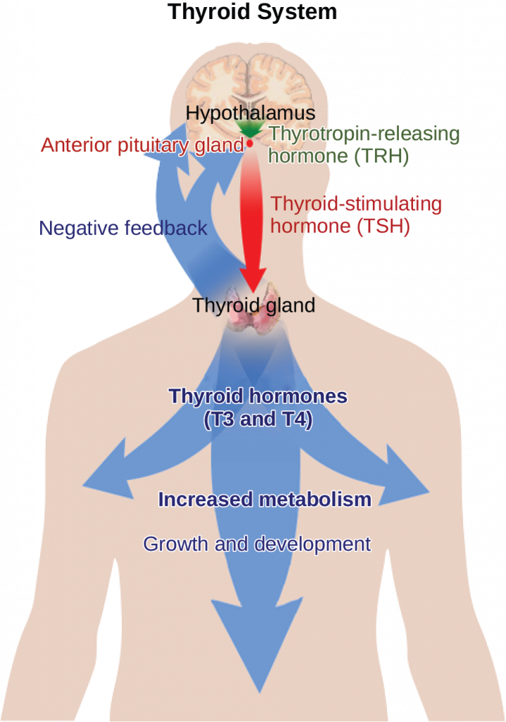 The hypothalamus secretes thyrotropin-releasing hormone, which causes the anterior pituitary gland to secrete thyroid-stimulating hormone, or T S H. Thyroid-stimulating hormone causes the thyroid gland to secrete the thyroid hormones T 3 and T 4, which increase metabolism, resulting in growth and development. In a negative feedback loop, T 3 and T 4 inhibit hormone secretion by the hypothalamus and pituitary, terminating the signal.