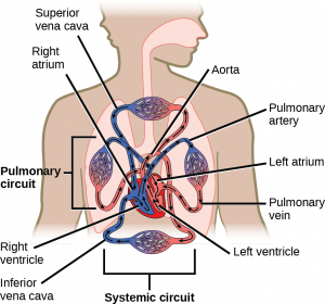 Illustration shows blood circulation through the mammalian systemic and pulmonary circuits. Blood enters the left atrium, the upper left chamber of the heart, through veins of the systemic circuit. The major vein that feeds the heart from the upper body is the superior vena cava, and the major vein that feeds the heart from the lower body is the inferior vena cava. From the left atrium blood travels down to the left ventricle, then up to the pulmonary artery. From the pulmonary artery blood enters capillaries of the lung. Blood is then collected by the pulmonary vein, and re-enters the heart through the upper left chamber of the heart, the left atrium. Blood travels down to the left ventricle, then re-enters the systemic circuit through the aorta, which exits through the top of the heart. Blood enters tissues of the body through capillaries of the systemic circuit.