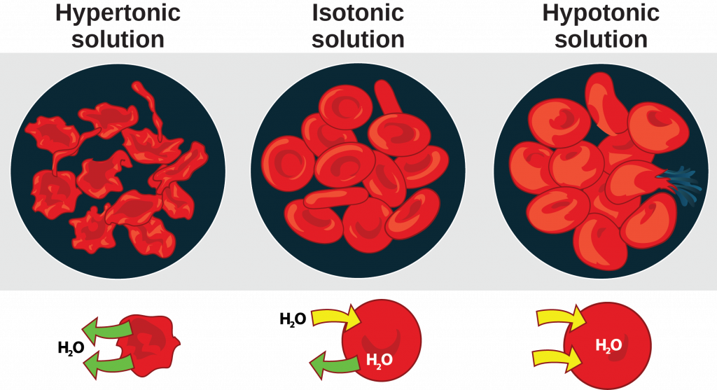 The left part of this illustration shows shriveled red blood cells bathed in a hypertonic solution. Below this, an diagram shows that upper case H subscript 2 baseline upper case O is leaving the red blood cell. The middle part shows healthy red blood cells bathed in an isotonic solution. A diagram below this shows upper H subscript 2 baseline upper O both entering and exiting the cell. And the right part shows bloated red blood cells bathed in a hypotonic solution. One of the bloated cells in the hypotonic solution bursts. A diagram below this shows upper H subscript 2 baseline upper O enterning the cell.