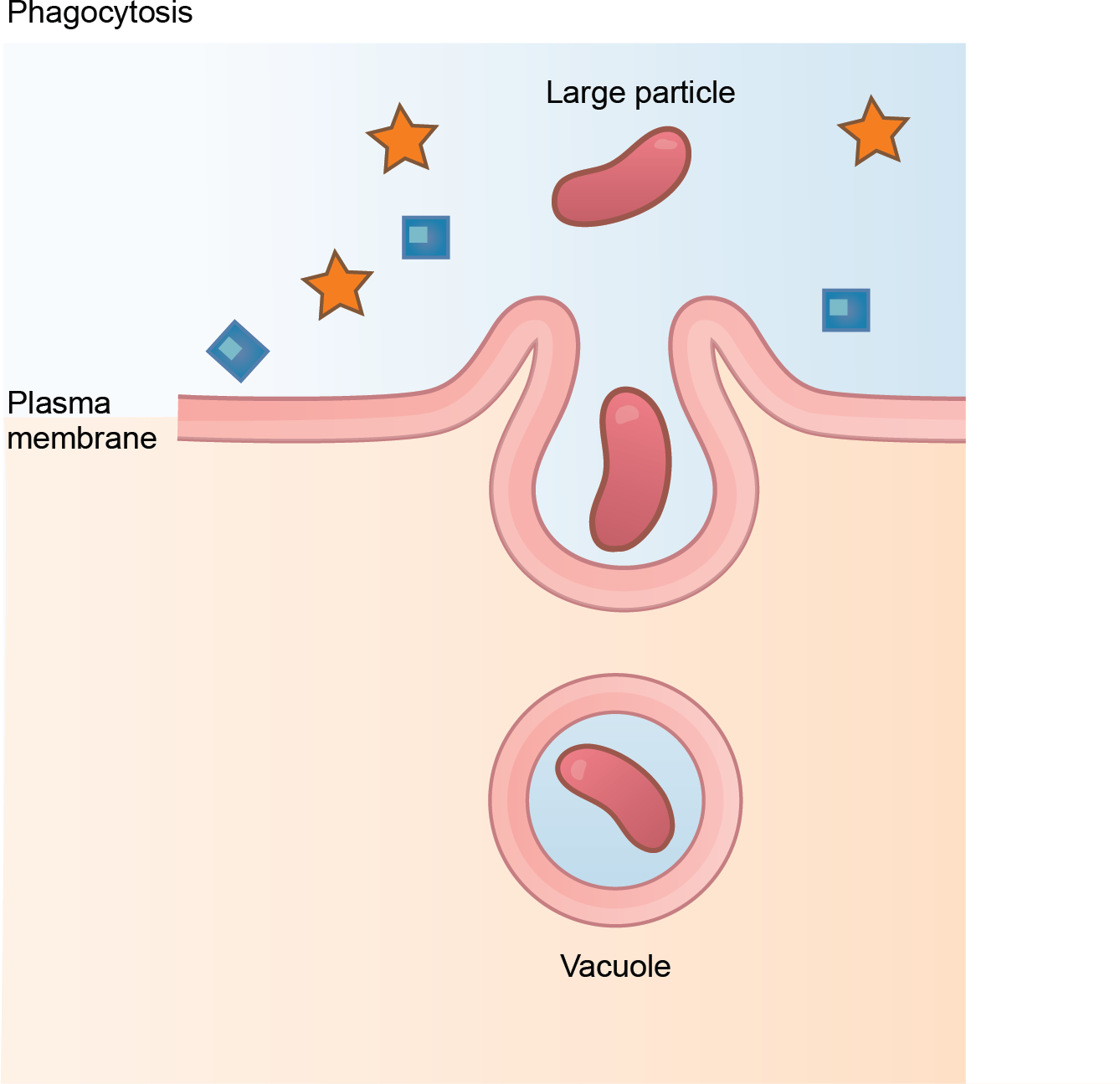 A diagram of phagocytosis