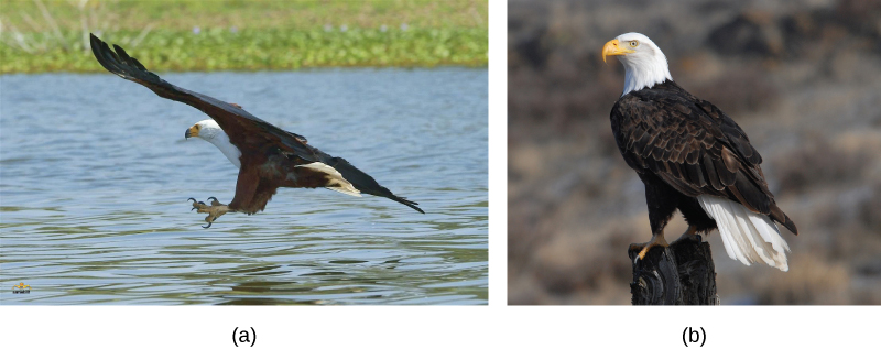 Photo a shows a picture of the African fish eagle in flight, and photo b shows the bald eagle perched on a post. Both birds have dark brown feathers on their bodies and wings, and white feathered heads.
