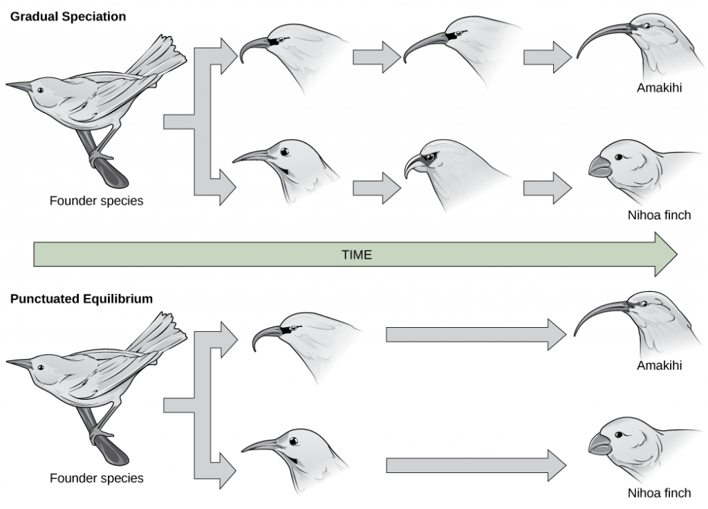 In the gradual speciation example, a founder species of bird diverges into one species with a hooked beak, and another with strait beak. Over time, the hooked beak gets longer and thinner, and the straight beak gets shorter and fatter. In the punctuated equilibrium example, as in the graduated speciation example, the founder species diverges into one species with a hooked break and another with a straight beak. However, in this case the hooked and straight beaks gives rise immediately to long, thin and short, fat beaks.