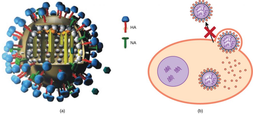 Part a shows the structure of the influenza virus, which is icosahedral with a viral envelope. Neuraminidase and hemagglutinin are embedded in the envelope. Part b shows that Tamiflu prevents the step in influenza infection in which virions leave the cell.