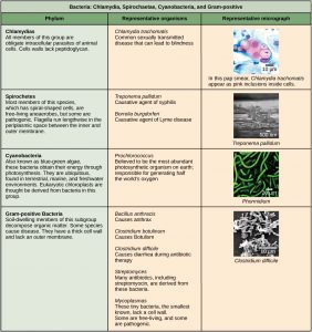 4.3 Structure Of Prokaryotes: Bacteria And Archaea – Biology 2e Part II ...