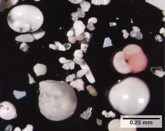 The photo shows small, white shells that look like clamshells, and shell fragments. Each cell is about 0.25 m m across.