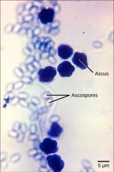 6.3 Classifications Of Fungi – Biology 2e Part II, 2nd Edition