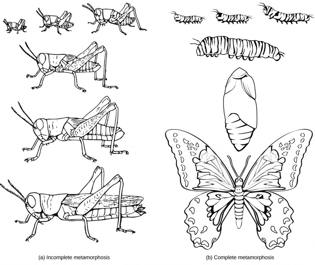 Illustration A shows the egg, nymph and adult stages of a grasshopper. The nymph stages are similar in appearance to the adult stage, but smaller. Illustration B shows the egg, larvae, pupa and adult stages of a butterfly. The pupa is a cocoon the butterfly makes when transforming from the larval to adult stages. The winged adult butterfly looks nothing like the caterpillar larva.