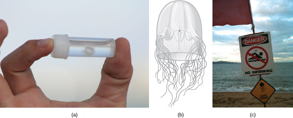 Photo A shows a person holding a small vial with a white jelly inside. The jelly is no bigger than a human fingernail. Illustration B shows a thimble-shaped jelly with two thick protrusions visible on either side. Tentacles radiate from the protrusions, and more tentacles radiate from the back. Photo C shows a sign posted on a beach beside the ocean that reads, danger, no swimming; with a picture of a jelly.