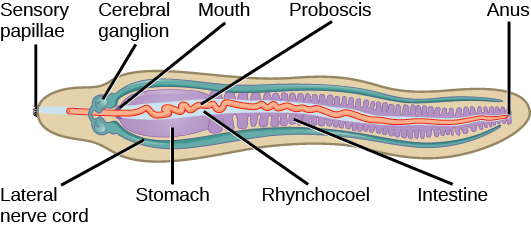 The illustration shows worm-shaped animal with fringe-like sensory papillae at one end. The mouth, which is part way down the body, leads to a stomach and intestine, then empties into an anus at the far end. The cerebral ganglia are located above the mouth. Lateral nerve cords run down either side of the animal from the central ganglia. The proboscis is a long, thin structure inside a cavity called the rhynchocoel.