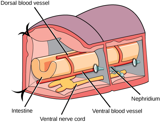 The illustration shows a cross-section of an annelid. The body is divided into segmented compartments. A U-shaped intestine runs through the middle of the compartments, and two ventral nerve cords run along the bottom. In each segment, the nerve cords are connected to each other. A dorsal blood vessel sits on top of the intestine, and a ventral blood vessel rests beneath it. Other vessels connect the dorsal and ventral vessels together. The nephridium is connected to the barrier separating the compartments, and consists of a long coil connected to a trumpet-like bell.