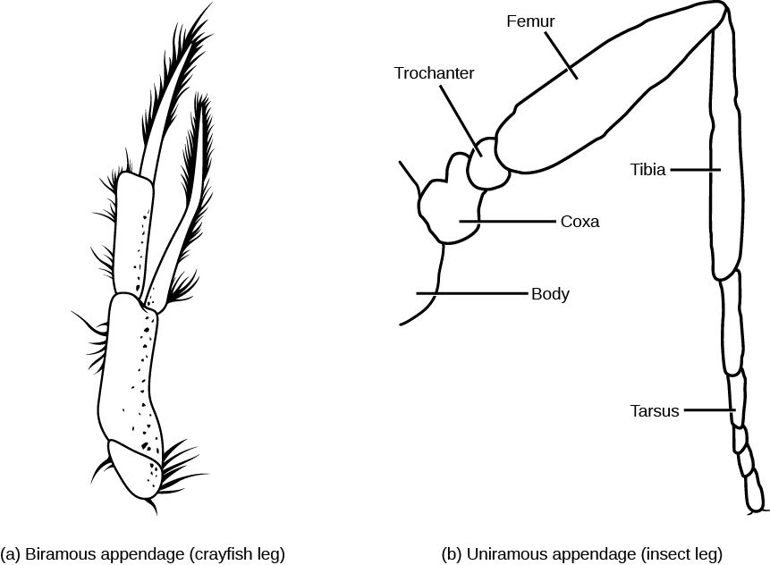 Illustration A shows the biramous, or two-branched leg of a crayfish. Illustration B shows the uniramous, or one-branched leg of an insect. From proximal to distal, the coxa is the portion of the leg that attaches to the body. The trochanter is small and round and attaches to the coxa. The femur is the largest part of the leg, and is long and somewhat oval. The tibia resembles the femur in shape, but is much thinner. The end of the leg are the tarsus sections.