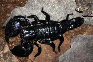 Photo of a scorpion.