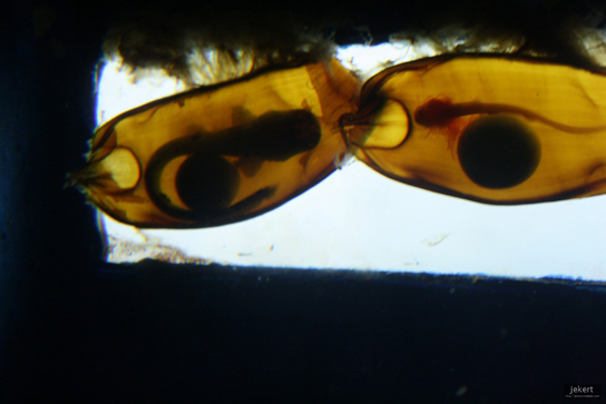 The photo shows long, thin shark embryos encased in egg cases.