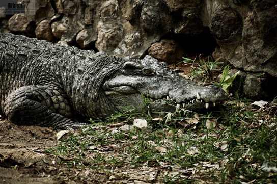 The photo shows a crocodile sitting in the mud.