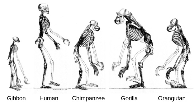 The image depicts various skeletons of great ape primates, including gibbon, chimp, and human