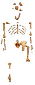 Partial skeleton is human-like but child-sized.