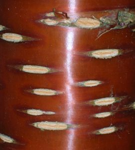 Photo shows rough, white ovals embedded in a smooth, reddish brown woody tree trunk. Where the ovals are, it appears as if the bark has been scraped away.