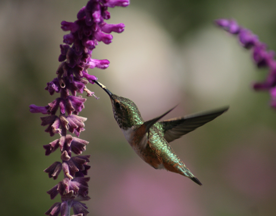 Photo depicts a hummingbird in mid flight, using its long, thin beak to drink nectar from a tiny flower.