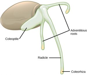 Illustration shows a round seed with a long thin radicle, or primary root, extending down from it. A yellow tip, the coleorhiza, is visible at the end of the root. Two shorter adventitious roots extend down on either side of the radicle. Growing up from the root is a thicker coleoptile, or primary shoot.