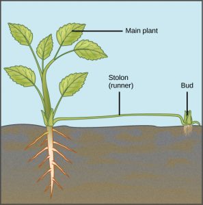 Illustration depicts a mature plant. A runner, or stolon, sprouts from the base of the plant and runs along the ground. A bud and adventitious root system form from the runner.