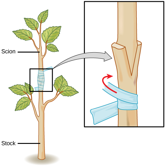 Illustration shows the trunk of a sapling, which has been split. This is labeled as the stock. The upper part of a different sapling is wedged into the split and taped so that the two parts can grow together. This is labeled as the scion.