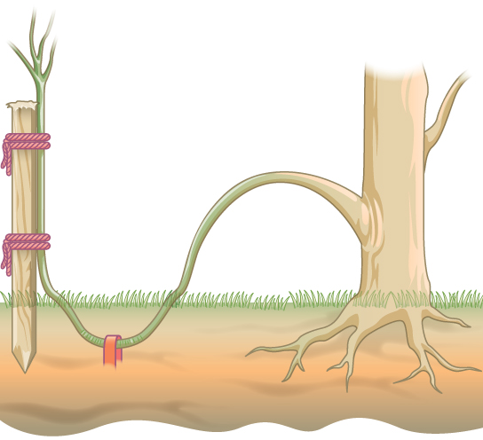 Illustration shows a plant with a stem that has been bent and buried beneath the soil. A stake holds the end of the stem up so that it can form a new upright plant.