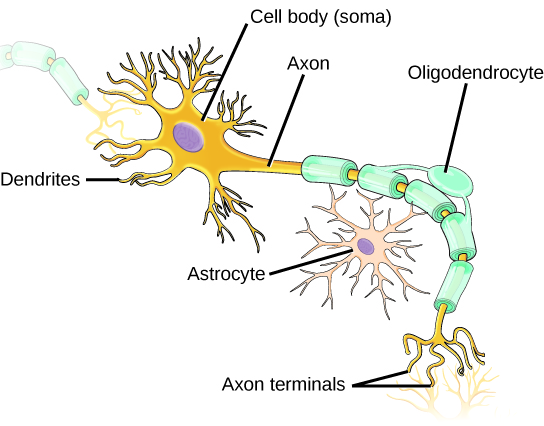 Illustration shows a neuron which has an oval cell body, labeled as a soma. Branchlike dendrites extend from three sides of the body. A long, thin axon extends from the fourth side. At the end of the axon are branchlike terminals, called axon terminals. A cell called an oligodendrocyte grows alongside the axon. Projections from the oligodendrocyte wrap around the axon, forming a myelin sheath. Another cell called an astrocyte sits alongside the axon.