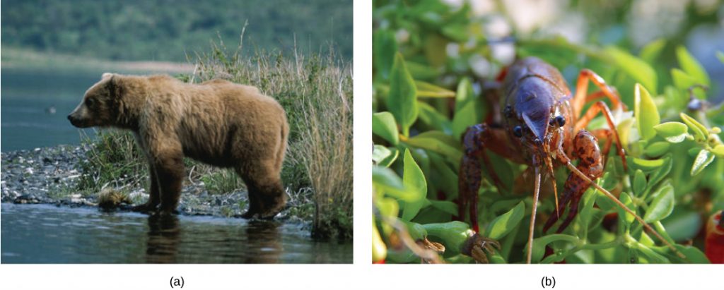 The first photo shows a bear. The next photo shows a crayfish.