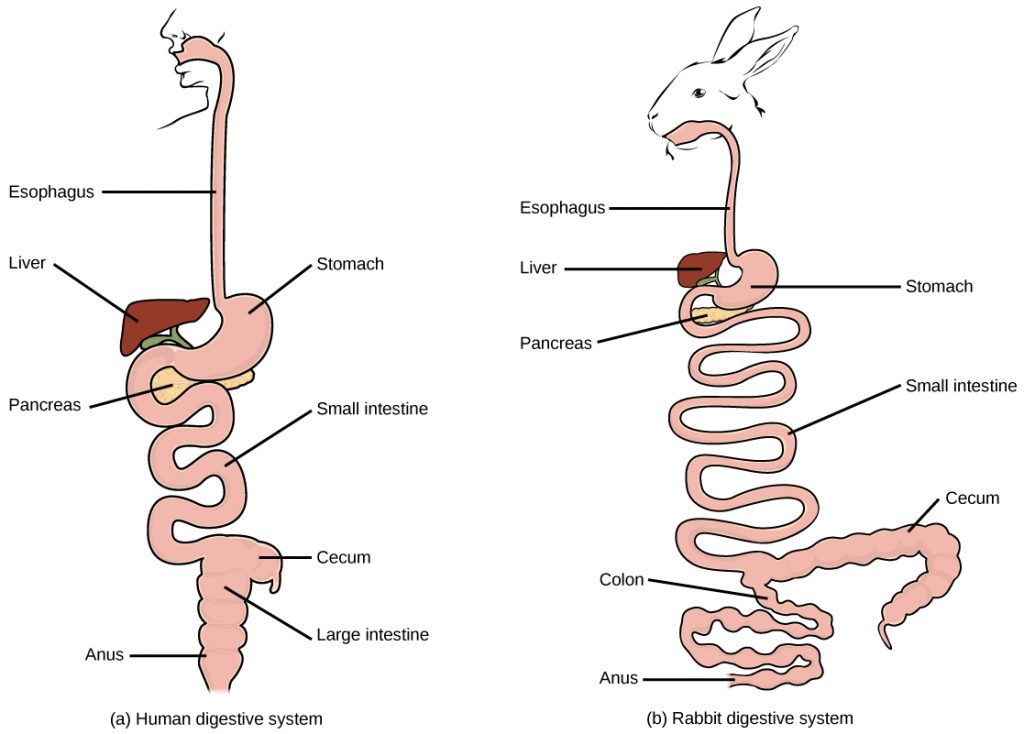 The basic components of the human and rabbit digestive system are the same: each begins at the mouth. Food is swallowed through the esophagus and into the kidney-shaped stomach. The liver is located on top of the stomach, and the pancreas is underneath. Food passes from the stomach to the long, winding small intestine. From there it enters the wide large intestine before passing out the anus. At the junction of the small and large intestine is a pouch called the cecum. The small and large intestines are much longer in rabbits than in humans, and the cecum is much longer as well.