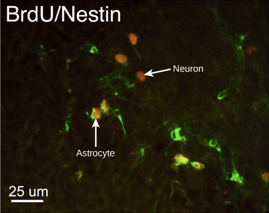 In the micrograph, several cells are fluorescently shown as green only. Three cells are shown as red only, and four cells are shown as being both green and red. The cells shown as green and red are astrocytes, and the cells shown red are neurons. The neurons are oval and about ten microns long. Astrocytes are slightly larger and irregularly shaped.