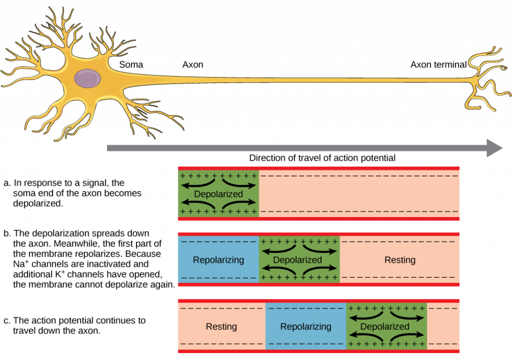 The action potential travels from the soma down the axon to the axon terminal. The action potential is initiated when a signal from the soma causes the soma-end of the axon membrane to depolarize. The depolarization spreads down the axon. Meanwhile, the membrane at the start of the axon repolarizes. Because potassium channels are open, the membrane cannot depolarize again. The action potential continues to spread down the axon this way.