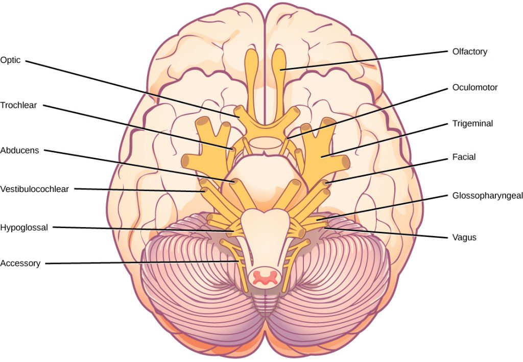 Illustration shows the underside of the brain. The twelve cranial nerves cluster around the brain stem, and are symmetrically located on each side. The olfactory nerve is short and lobe-like, and is located closest to the front. Directly behind this is the optic nerve, then the oculomotor nerve. All these nerves are located in front of the brain stem. The trigeminal nerve, which is the thickest, is located on either side of the brain stem. It forms three branches shortly after leaving the brain. The trochlear nerve is a small nerve in front of the trigeminal nerve. Behind the brain stem are the smaller facial, vestibulocochlear, glossopharyngeal and hypoglossal nerves. The nerve furthest back is the accessory nerve.
