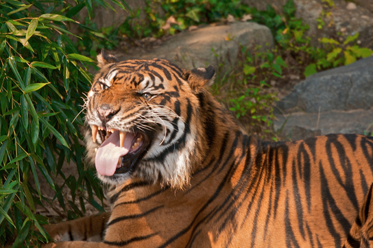Photo shows a tiger snarling.