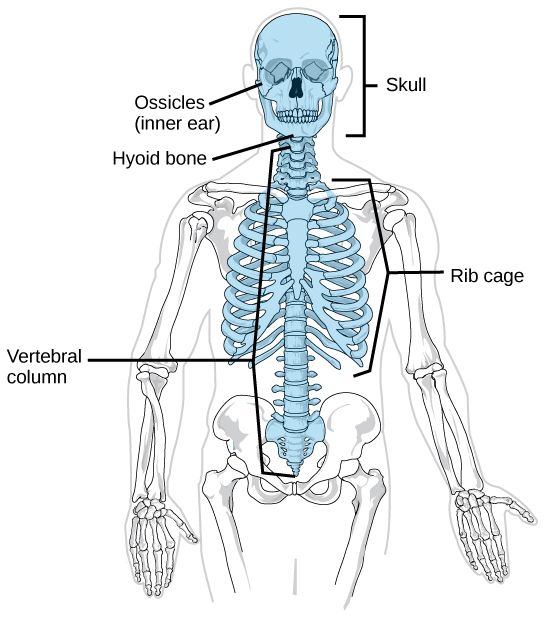 On a human skeleton, the parts of the axial skeleton are highlighted, and include the skull, ossicles, or inner ear, the hyoid bone just below the jaw, the spinal or vertebral column, and the ribcage.