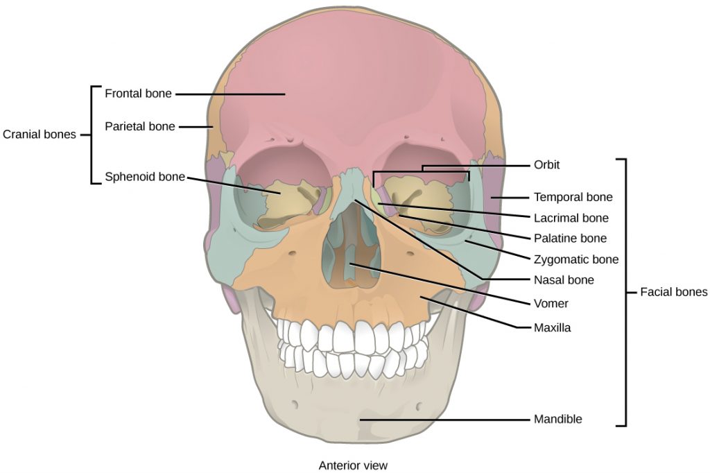 Illustration shows a front-end view of a skull. The frontal bone is the prominent bone that makes up most of the top of the skull. The parietal bone sphenoid bones make up the side of the skull. Two nasal bones make up the bridge of the nose. The zygomatic bone is the cheek bone. The vomer is a single bone in the middle of the nose. The maxilla makes up the upper jaw, and the mandible is the lower jaw. The lacrimal is a bone on the inner center of they eye. The nasal conchae are bones inside the nose.