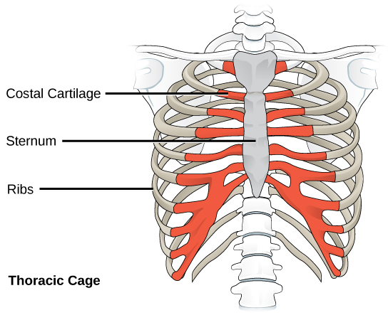 Illustration shows the rib cage and the sternum, which is the bone in the front and center of the upper body. The rib bones, which end about three quarters of the way around the body, do not connect directly to the sternum; instead, costal cartilage connects the rib bones to the sternum.