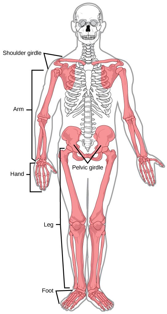Illustration shows the appendicular skeleton, which consists of arms, legs, shoulder bones, and the pelvic girdle.