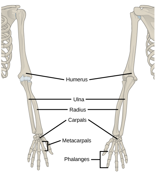 Illustration shows a skeletal human arm. The humerus is the bone of the upper arm. The radius is the thick bone in the forearm, on the side of the thumb and the ulna is the thin bone on the side of the pinkie finger. The carpals are the bones of the wrist, the metacarpals are bones of the hand, and phalanges are bones of the fingers.