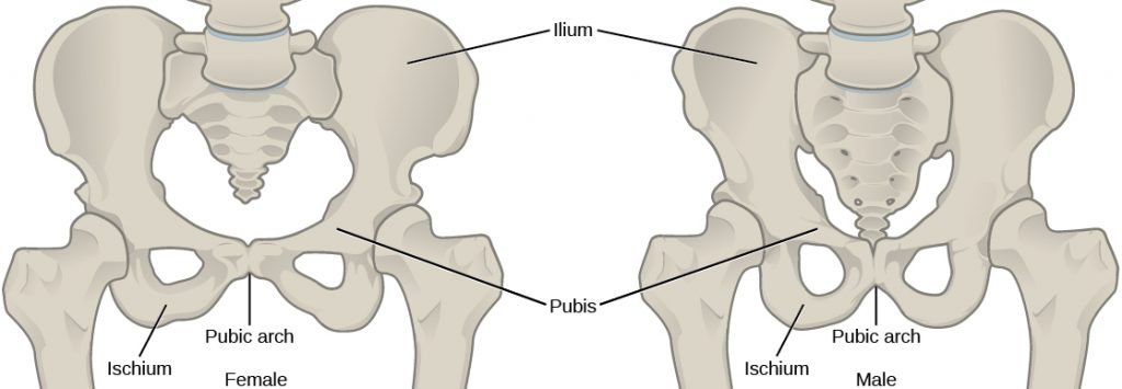 Illustration compares male and female pelvic bones. In both males and females, a wide, rounded bone called the ilium attaches to each side of the spine. The ilium curves toward the front, where it narrows into the ischium. A loop-shaped bone extends down from the place where the ilium meets the ischium, and connects back to the ilium in the front center of the body; this area is the pubic arch. Females appear to have a wider pubic arch.
